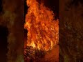 Burning Christmas Tree