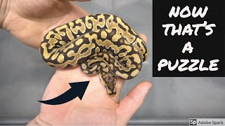 Famous PUZZLE MANIA AT ROYAL CANADIAN REPTILES! | RCR Net Worth