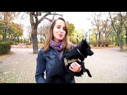 Video: 10 Léků Na úzkost Psa