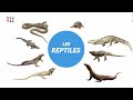 Tic tak 84 les reptiles