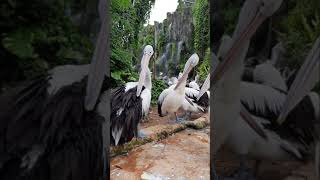 Download Lagu Burung Pelikan Timor MP3