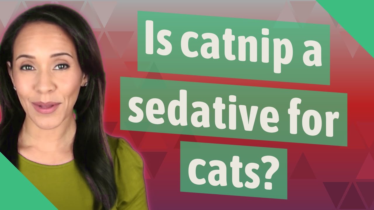 Is catnip a sedative for cats? YouTube