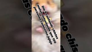 día 9 contando chistes malos 🤑#chistes #humor