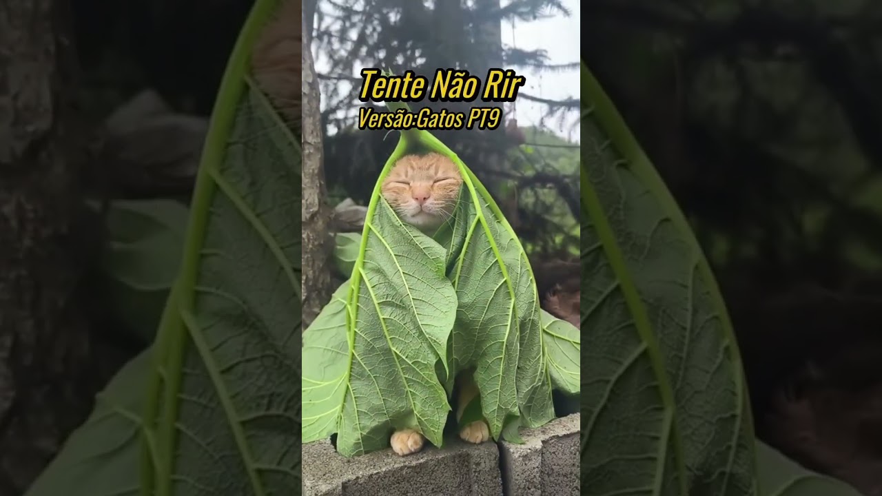 Tente Não Rir: Versão Gatos-Os Mais engraçados Da Internet🤣😼