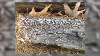 Ant Extermination Olive Branch, MS