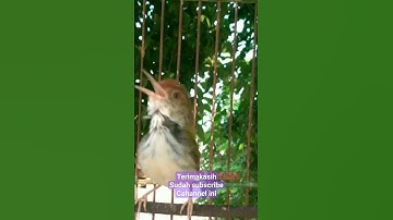 kicau burung prenjak lumut