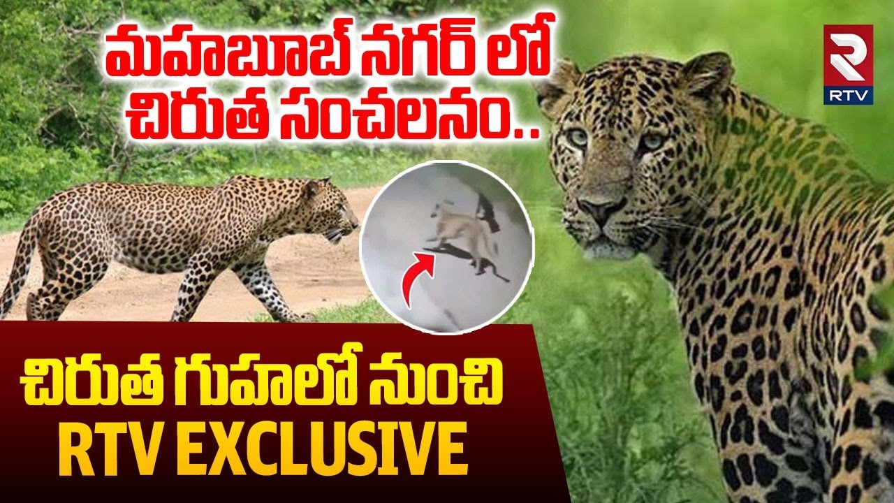 మహబూబ్ నగర్ లో చిరుత కలకలం.. కుక్కల్ని ఎత్తుకెళ్ళి | Chirutha Hulchul In Mahabubnagar | Leopard |RTV