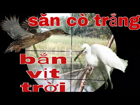 Video Săn bắn cò trắng-săn vịt trời bằng súng hơi PCP cực... - youtube