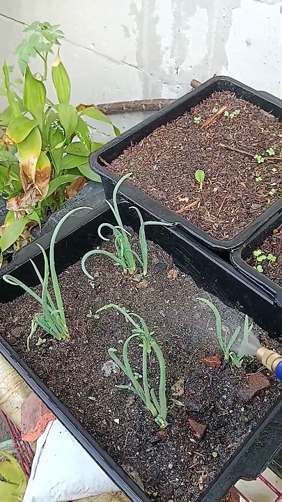 kegiatan sore hari siram'