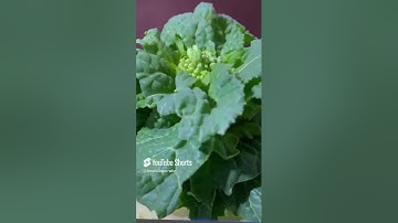 #المصحف #قران كريم #اكسبلور #اكسبلورهاشتاقات #ترند #تيك توك #الرحمن #القرآن الكريم