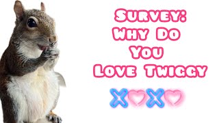 Survey says: People love squirrels!