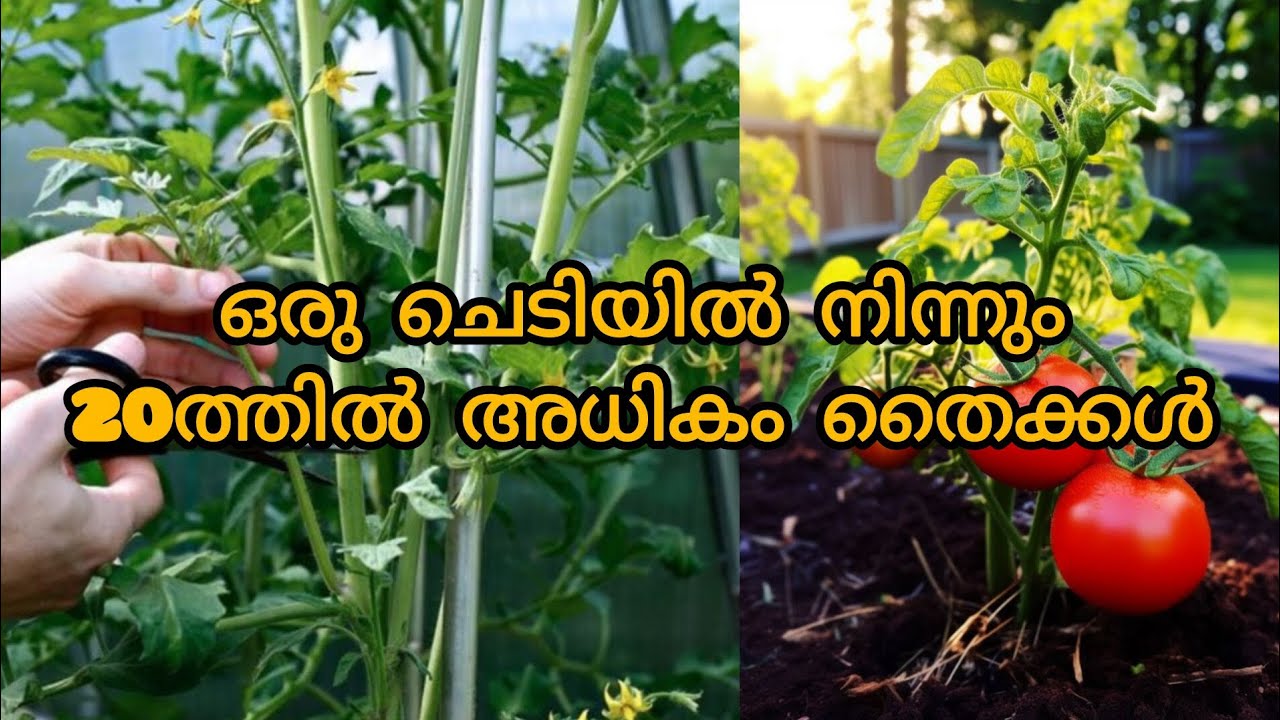 ഇനി വിത്ത് വേണ്ട ചെറിയ ചെടിയിൽ നിറയെ തക്കാളി🌱🍅🍅 Grow Tomato at Home – Full Guide