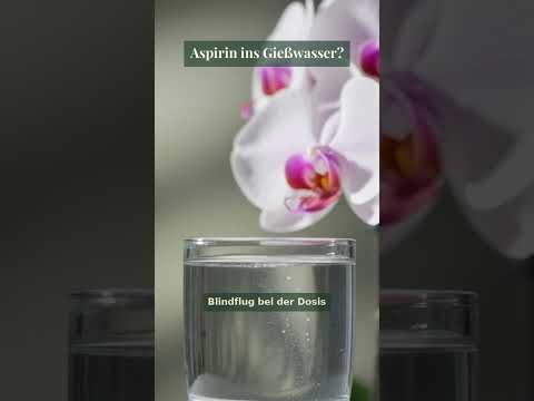 Aspirin im Gießwasser? Dieser Orchideen-Trick ist Blindflug