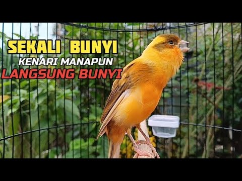 kenari gacor NGEPLONG tarung konslet ini paling AMPUH buat PANCINGAN KENARI agar EMOSI