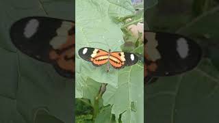 borboleta seu desenho #natureza #borboletas #birds