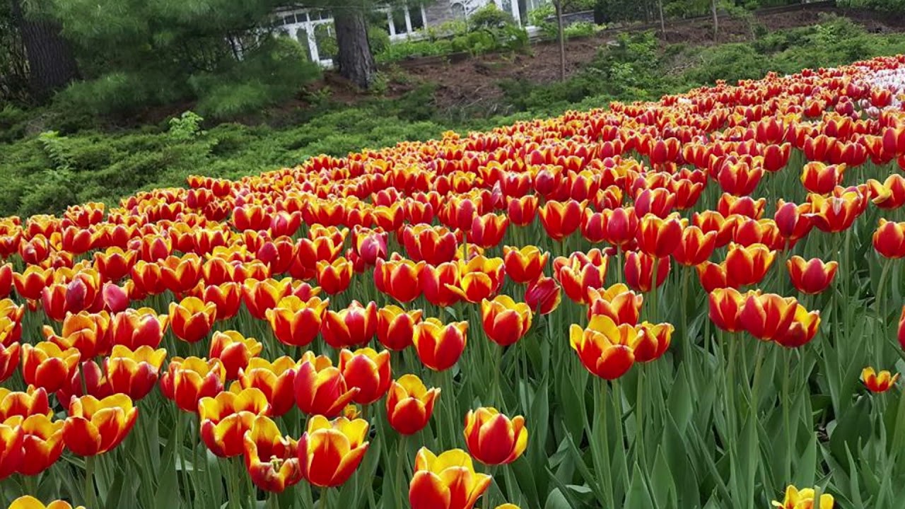 TULIPS FESTIVAL, OTTAWA CANADA YouTube