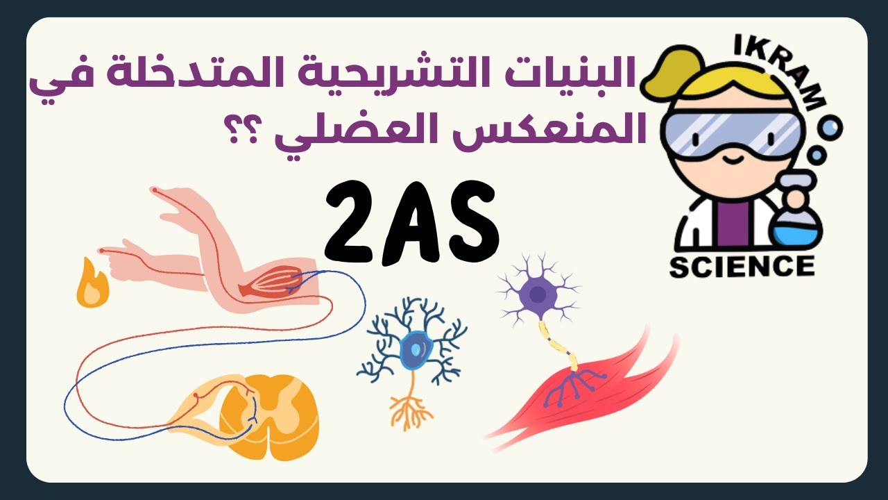 العناصر التشريحية المتدخلة في المنعكس العضلي/مراجعة للإمتحان/رسومات/خرائط ذهنية🤩