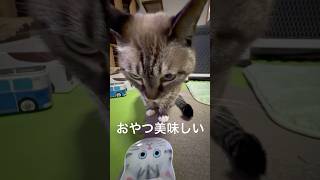 【元気です】ジャンくんポンちゃんはおやつを食べたらくつろぎます #ジャンポン #保護猫 #cat