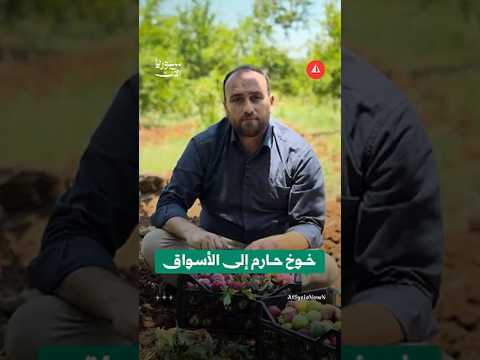 خوخ مدينة حارم بريف إدلب يعود إلى الأسواق