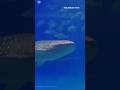 The Dark Truth About the Ocean’s Deadliest Animals