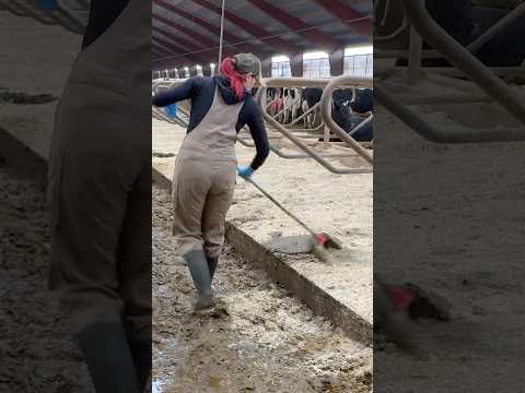 π© Hands-On Barn Sanitation on a Modern Dairy Farm β¨π