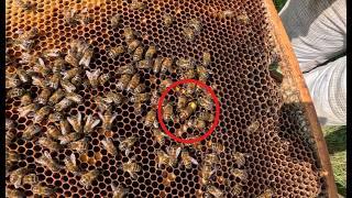 2026-05-09C - Supersedure cell emerged, queen laying, brood pupating. Lets mark her!!
