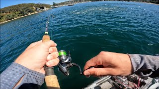 I have never seen bust ups like this !!!!! || Sydney Harbour Kingfish Bustups ||