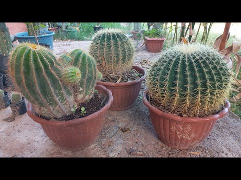 Vidéo: Dans Quel Sol Planter Un Cactus