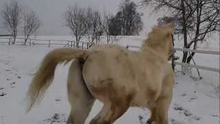 Roidacquin hüpft auf dem Platz rum :D auch Kaltblüter können edel sein....