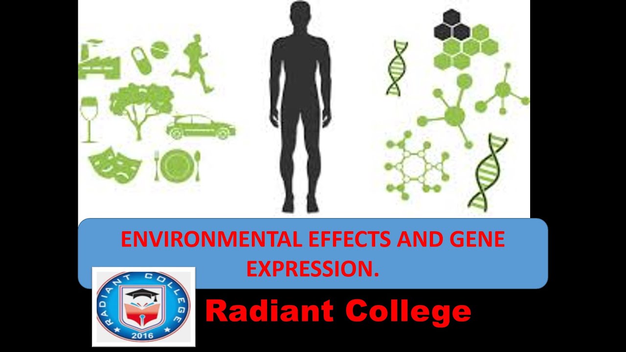 zol -302 principle of animal life- II lec 7 environmental effects and gene expression.