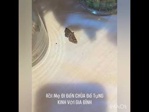 Video (AC2) chị trong hình hài con bướm khi về bên con gái... - youtube
