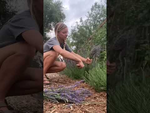 Video: Laventelblomme wat hang - Maak hangende laventelplante in die tuin reg