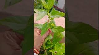 पारिजात / हरसिंगार /Harsingar Flower plant / Parijat Flower / Night flowering jasmine plant shorts