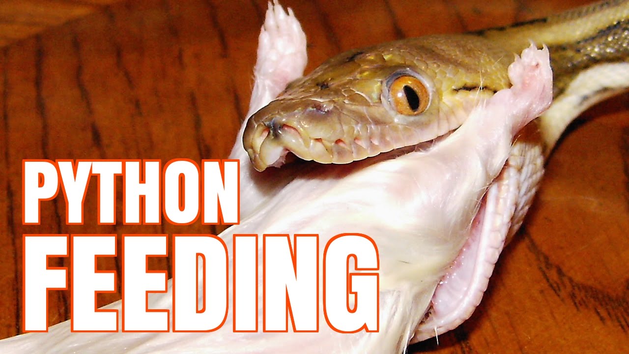 Reticulated Python Feeding - YouTube