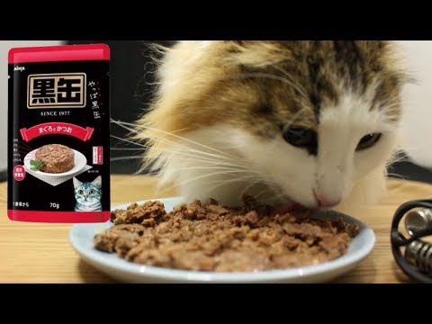 【ASMR】猫が黒缶を食べる動画【アイシア 黒缶パウチ まぐろとかつお】