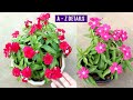 BEST Way to Grow Vinca from Seeds & TIPS for MAXIMUM Flowers!