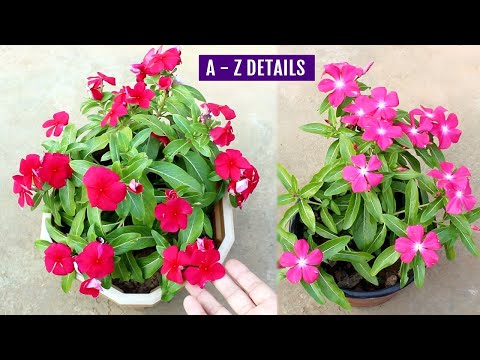 Video: Growing Globe Amaranth - Mga Tip Para sa Pangangalaga ng Globe Amaranth Flowers