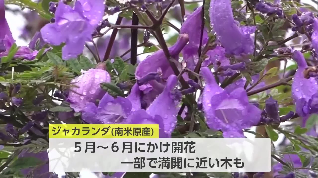 世界三大花木「ジャカランダ」開花 南米原産・梅雨空に咲く可憐な花