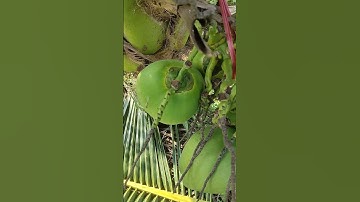 #shorts | CÁCH NHẬN BIẾT DỪA ĐÃ NẠO HAY CHƯA | KHẮC DUY TV