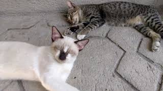 The Cats are resting together outside. by House Pets TV 97 views 1 month ago 1 minute, 39 seconds