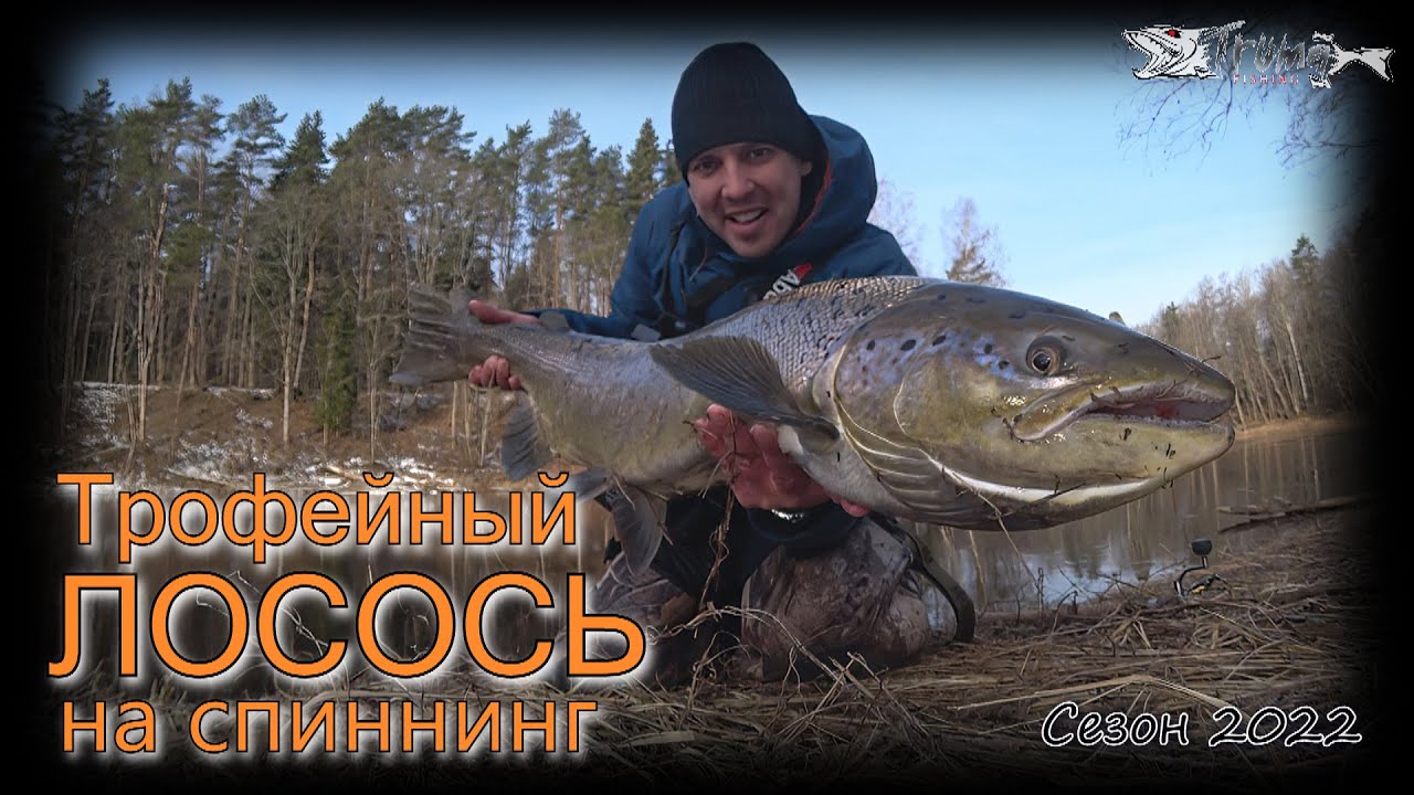Трофейный лосось на спиннинг. Река Салаца 2022.