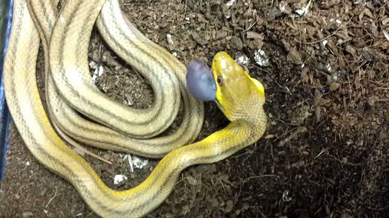 Snake eating live pinkie gerbil! YouTube