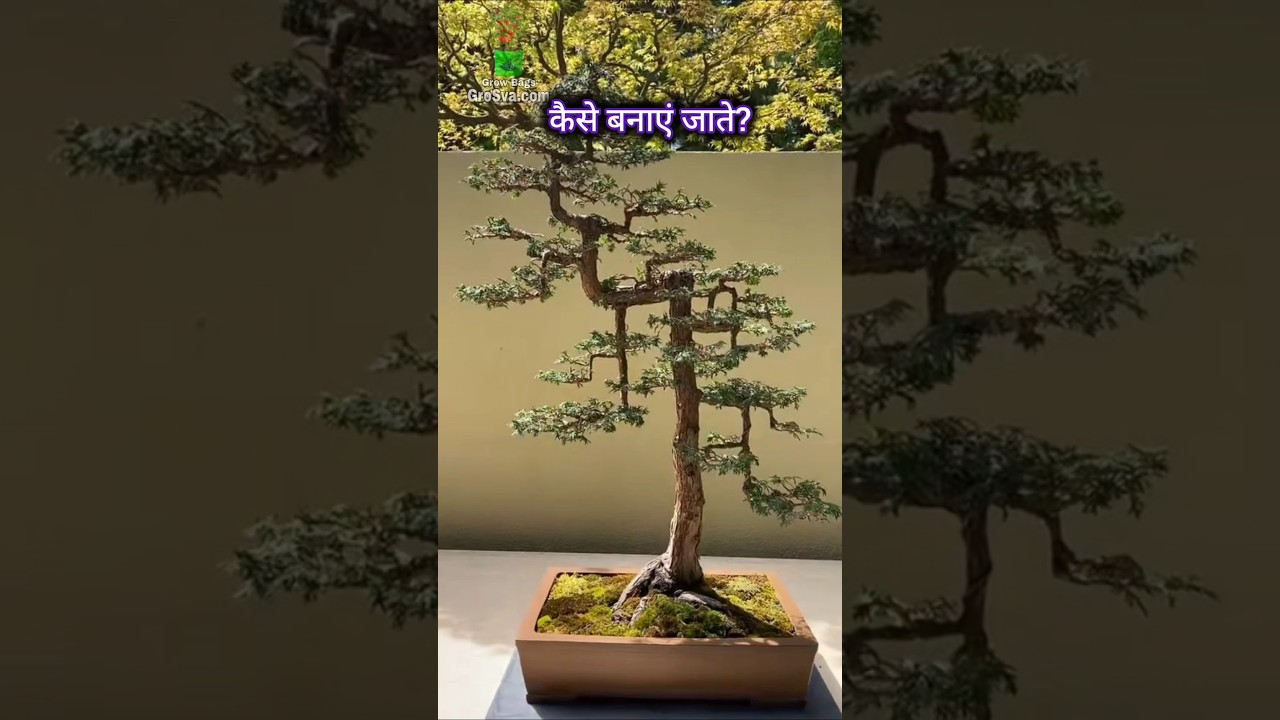 Advance Way to Bend tree ~ Gardening / Bonsai