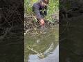 Group of freshwater shrimp in wild stream #viralvideo #fishing #shorts #trending #amazing