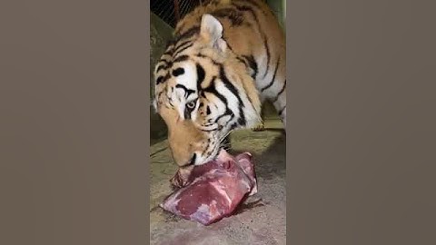 Thumbnail of The terrifying snarl and roar of the Siberian tiger during hope
