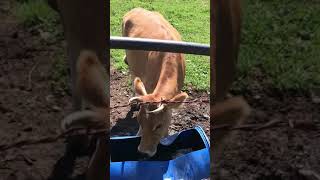 #shorts Cows drinking water at Bumthang, Bhutan