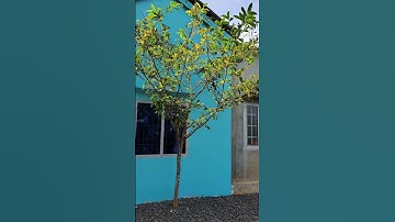 Thumbnail of Blooming Yellow Apricot Blossoms | Peter Vietnam Channel