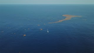 THE WEED LINE | Mahi Mahi | DJI Mavic Pro