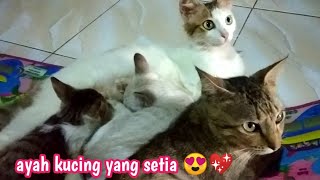 Induk Kucing Sedang Nyusuin Anaknya Ditemani Ayah Kucing