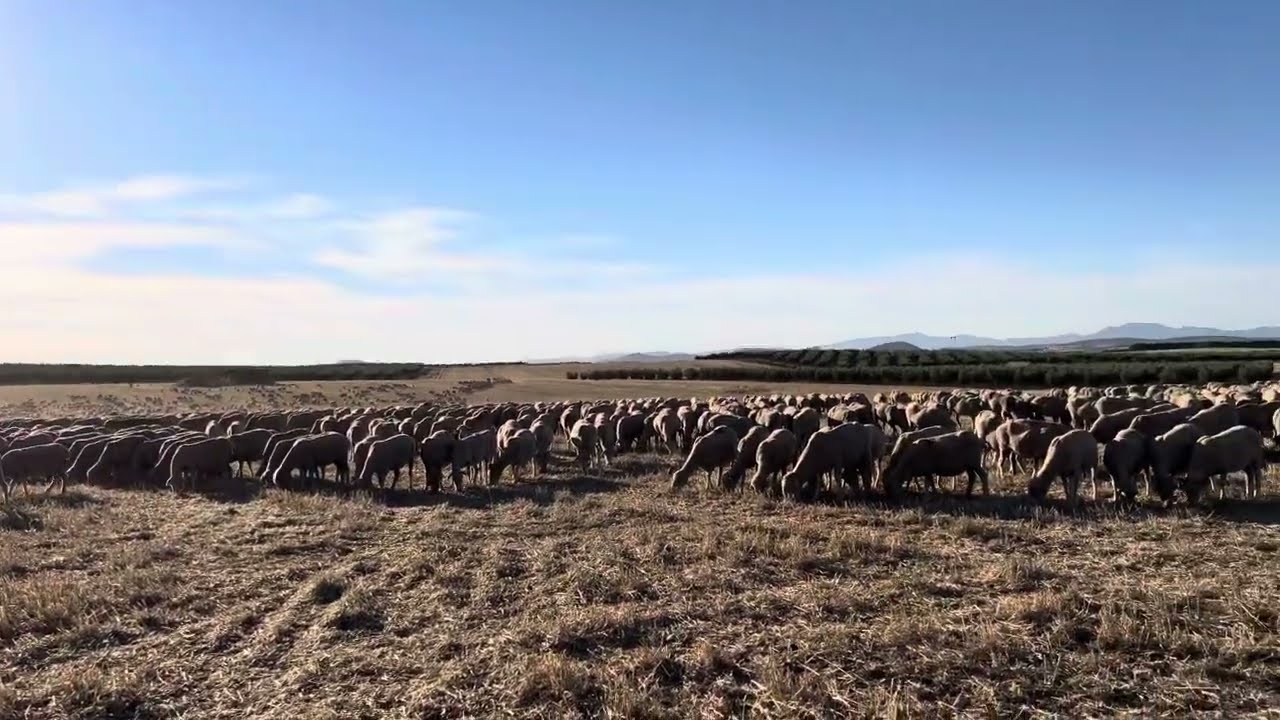 Reunión de carneros , empiezan con el celo y los trompazos